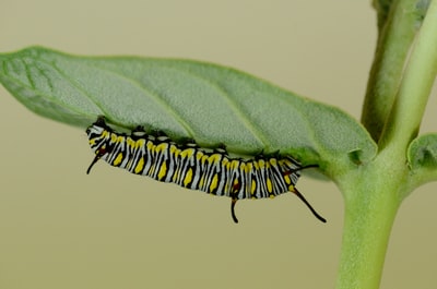 Leaves with green and black stripes on the caterpillar
